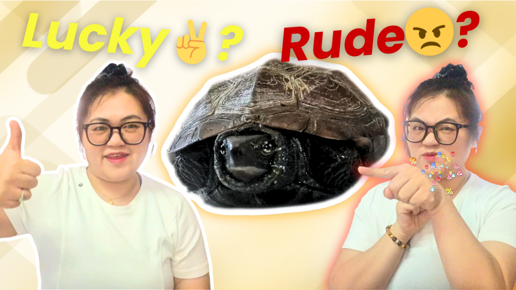 Turtles in chinese: luck or insult?