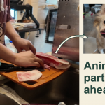 Amber preparing homemade dog treats, with her dog Pepper beside her. Animal parts ahead.